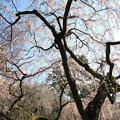 IMG_2769京都御所・近衞邸跡の糸桜