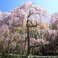 写真: IMG_2824京都御所・出水の糸桜
