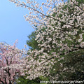 写真: IMG_3236平安神宮・中神苑・染井吉野と紅枝垂桜