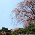 写真: IMG_3240平安神宮・中神苑・紅枝垂桜
