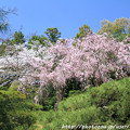 写真: IMG_3247平安神宮・中神苑・紅枝垂桜