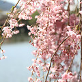 写真: IMG_3267平安神宮・東神苑・紅枝垂桜