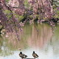 写真: IMG_3290平安神宮・東神苑・鴨と枝垂桜