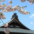 写真: IMG_3684千本ゑんま堂（引接寺）・普賢象桜と本堂