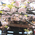 IMG_3701千本ゑんま堂（引接寺）・琴平桜と梵鐘