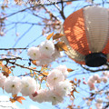 IMG_3714千本ゑんま堂（引接寺）・普賢象桜と提灯
