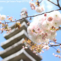 写真: IMG_3720千本ゑんま堂（引接寺）・普賢象桜と紫式部供養塔（重要文化財）