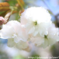 写真: IMG_3741千本ゑんま堂（引接寺）・普賢象桜