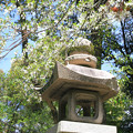 写真: IMG_3795松尾大社・灯台躑躅と灯籠