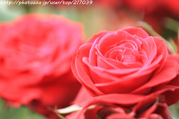 写真: IMG_4763薔薇（ニコロ・パガニーニ）