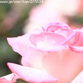 写真: IMG_4812薔薇（プリンセス ドゥ モナコ）