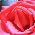 写真: IMG_4934薔薇（パローレ）