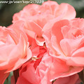 IMG_5005薔薇（ジャルダン ドゥ フランス）