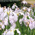 写真: IMG_5584日本庭園・花しょうぶ田・花菖蒲（三淵の流）