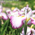 写真: IMG_5641日本庭園・花しょうぶ田・花菖蒲（初紅）