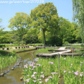 写真: IMG_5654日本庭園・花しょうぶ田・花菖蒲