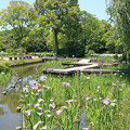 写真: IMG_5655日本庭園・花しょうぶ田・花菖蒲