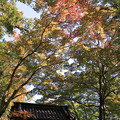写真: IMG_7188永源寺・総門といろは紅葉