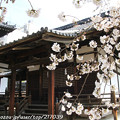 写真: IMG_8001立本寺・染井吉野と客殿