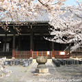 写真: IMG_8014立本寺・桜と本堂（祖師堂）