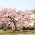 写真: IMG_8132西の丸・紅枝垂桜