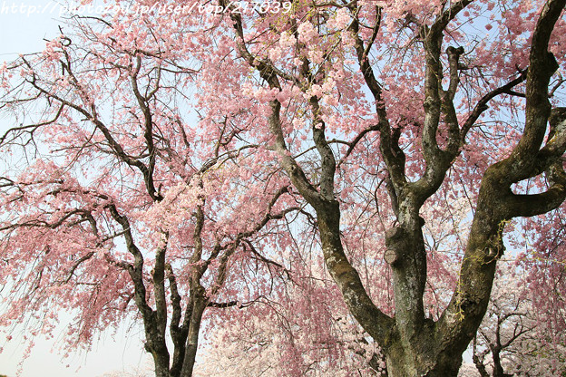 IMG_8143西の丸・紅枝垂桜