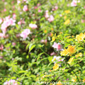 IMG_8280花の郷 滝谷花しょうぶ園・山吹と平戸躑躅