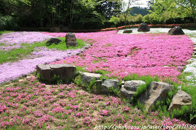 写真: IMG_8301花の郷 滝谷花しょうぶ園・芝桜