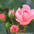 写真: IMG_8672薔薇（バイランド）