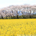 写真: IMG_8868藤原宮跡・春ゾーン・菜の花と染井吉野