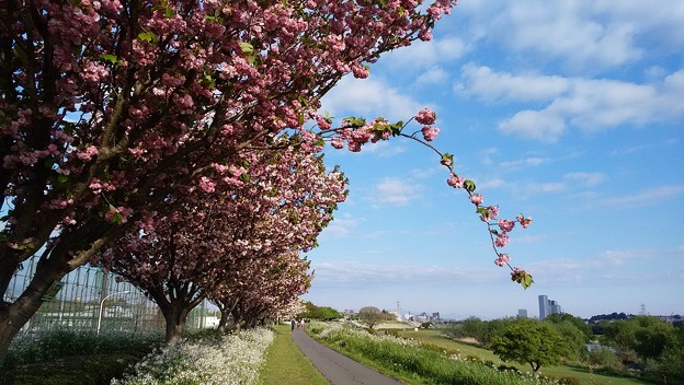 写真: 多摩川の八重桜