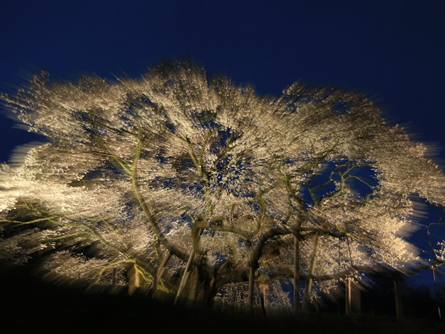 写真: 大平桜