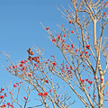 写真: 秋照に映える赤い実４