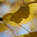 写真: 木の葉の影２