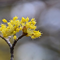 写真: 春を告げる花