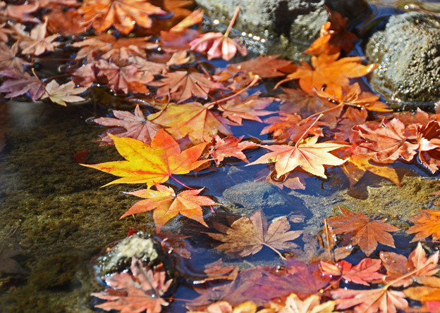 写真: 木の葉散る
