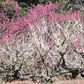 写真: 紅白梅咲き競う