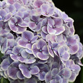 写真: 紫陽花毬となる