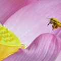 写真: 花粉にまみれて重たいです〜