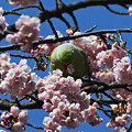 写真: 桜にインコ１