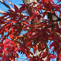 写真: 眼薬木の紅葉２