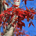 写真: 眼薬木の紅葉３