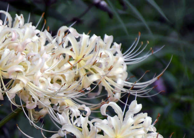 写真: 満開に咲く白花曼珠沙華１