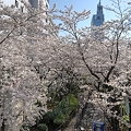 写真: 川崎駅駐輪場の桜