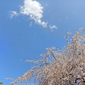 Photos: 散る桜