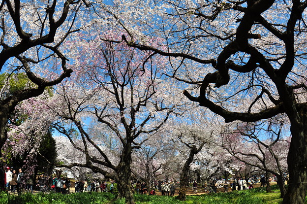 写真: 新宿御苑の桜