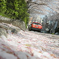 Photos: 大森の桜