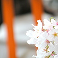 Photos: 中目黒の桜