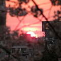 Photos: 夕日と桜