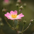 写真: 戸田市内BZ花壇のバラ